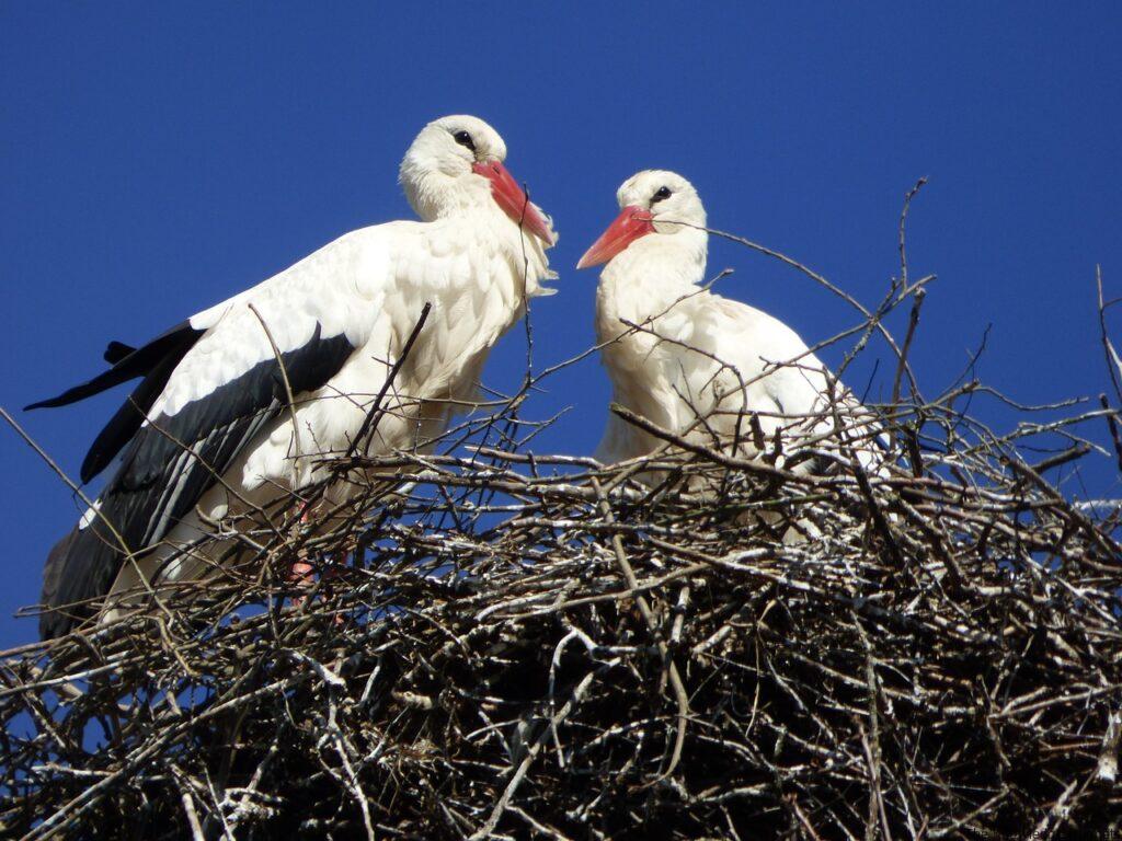 alsace storks in a nest
