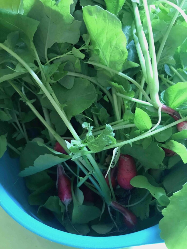 french preschool_gardening2_the knowledge nuggets