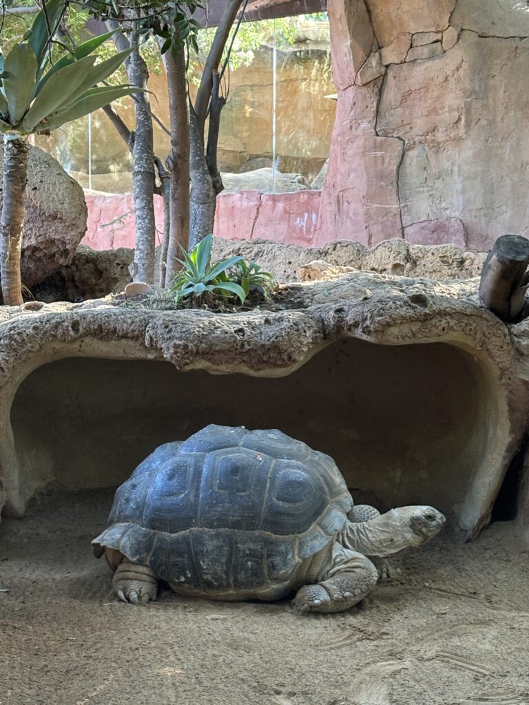 rancho texas park, lanzarote with kids, turtle