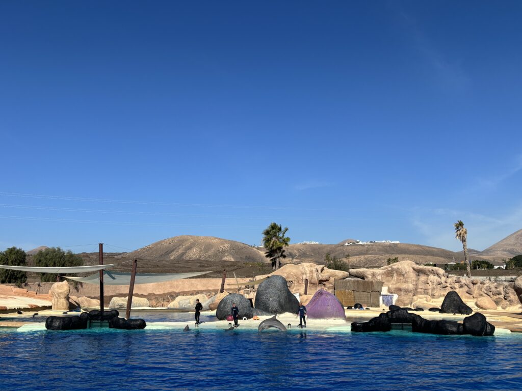 rancho texas park, lanzarote with kids, dolphin show