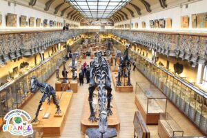 Grande Galerie de l'Evolution - Best Museum Paris kids - The Knowledge Nuggets