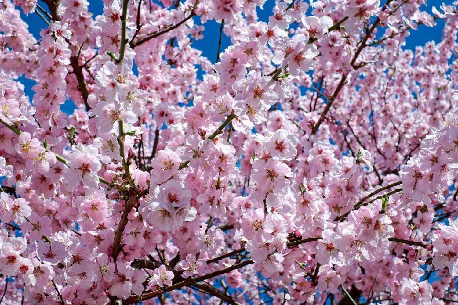 japanese-cherry-blossom-paris in april-the knowledge nuggets