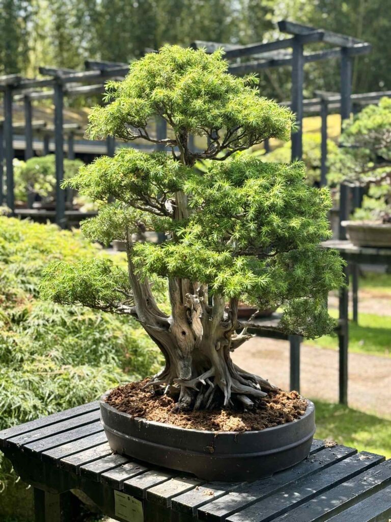 bonsai-the knowledge nuggets