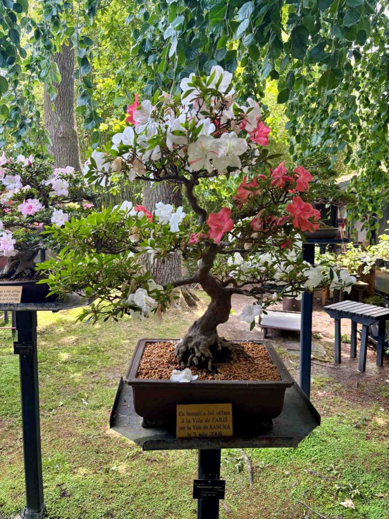 parc floral paris bonsai tree-the knowldge nuggets
