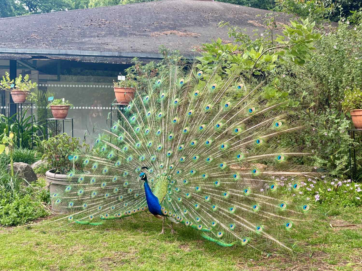 parc floral peacock-the knowledge nuggets