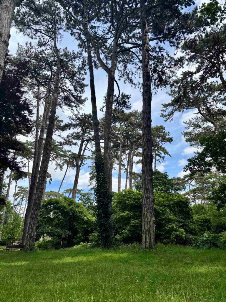 parc floral paris trees-the knowledge nuggets